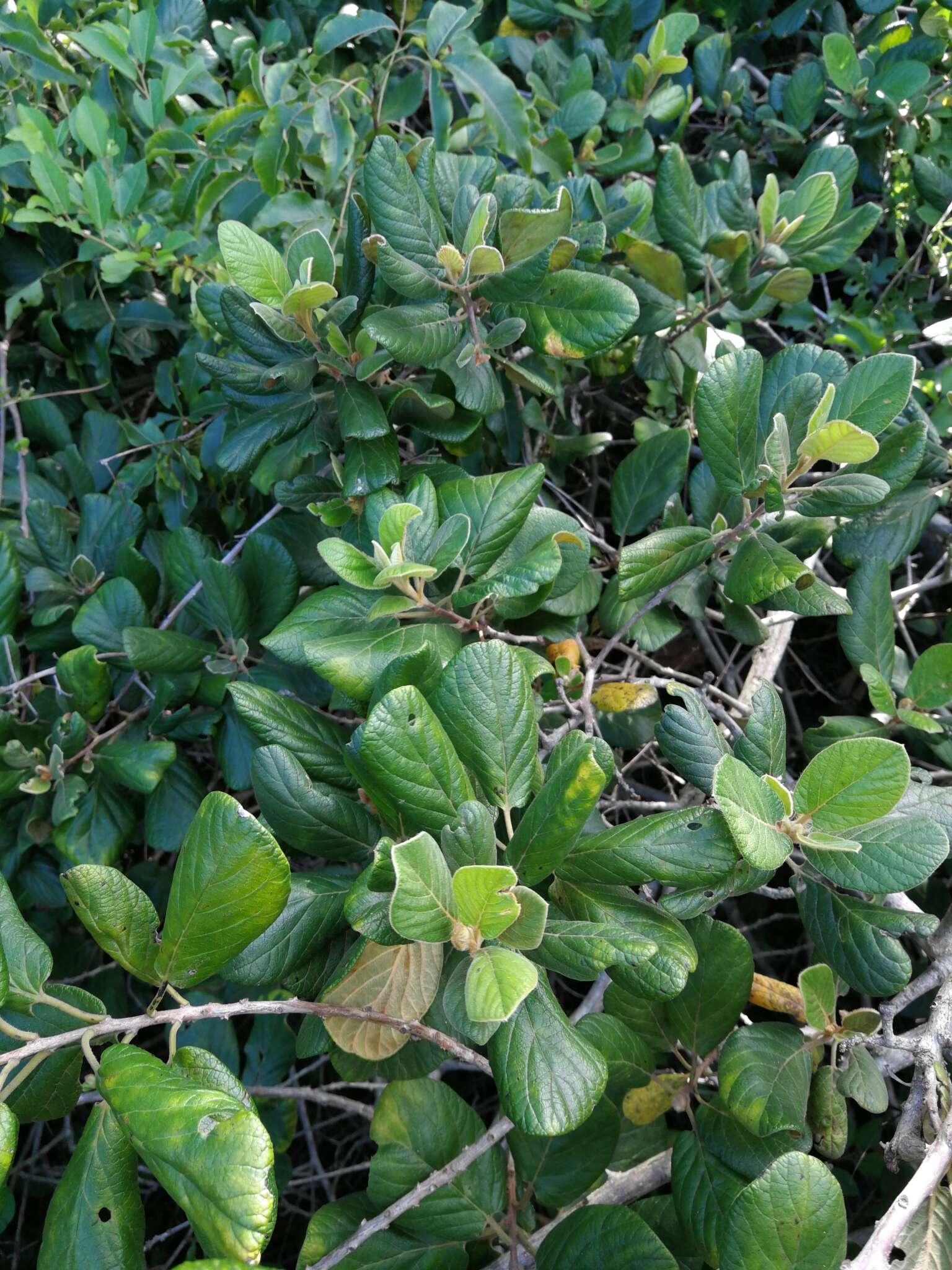 Plancia ëd Diospyros villosa (L.) De Winter