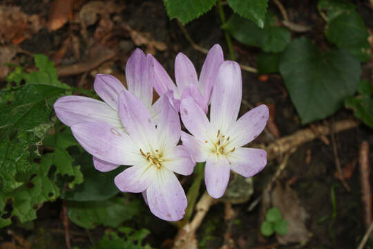 Image of showy colchicum