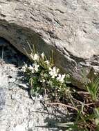 Plancia ëd Cardamine resedifolia L.