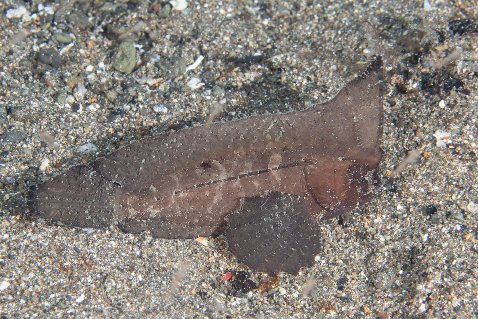 Image of Cockatoo fish