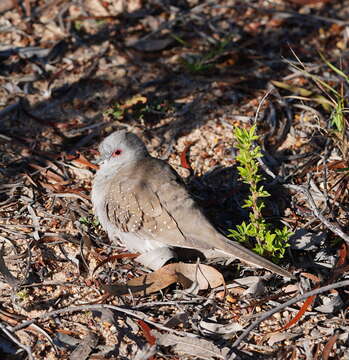 Image of Diamond Dove