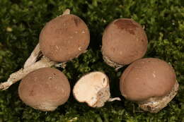 Image of Flesh-coloured Puffball