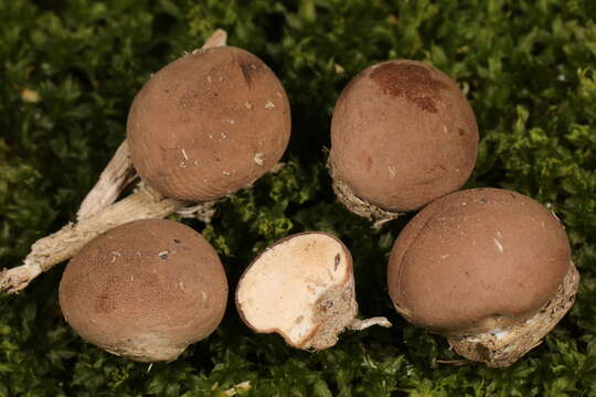 Imagem de Lycoperdon subincarnatum Peck 1872