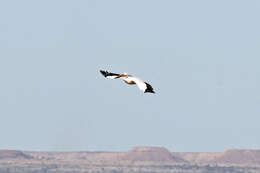 Image of Great White Pelican