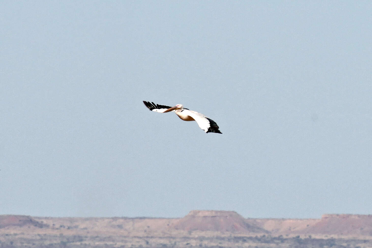 Image of Great White Pelican