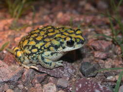 Image of Sonoran Green Toad