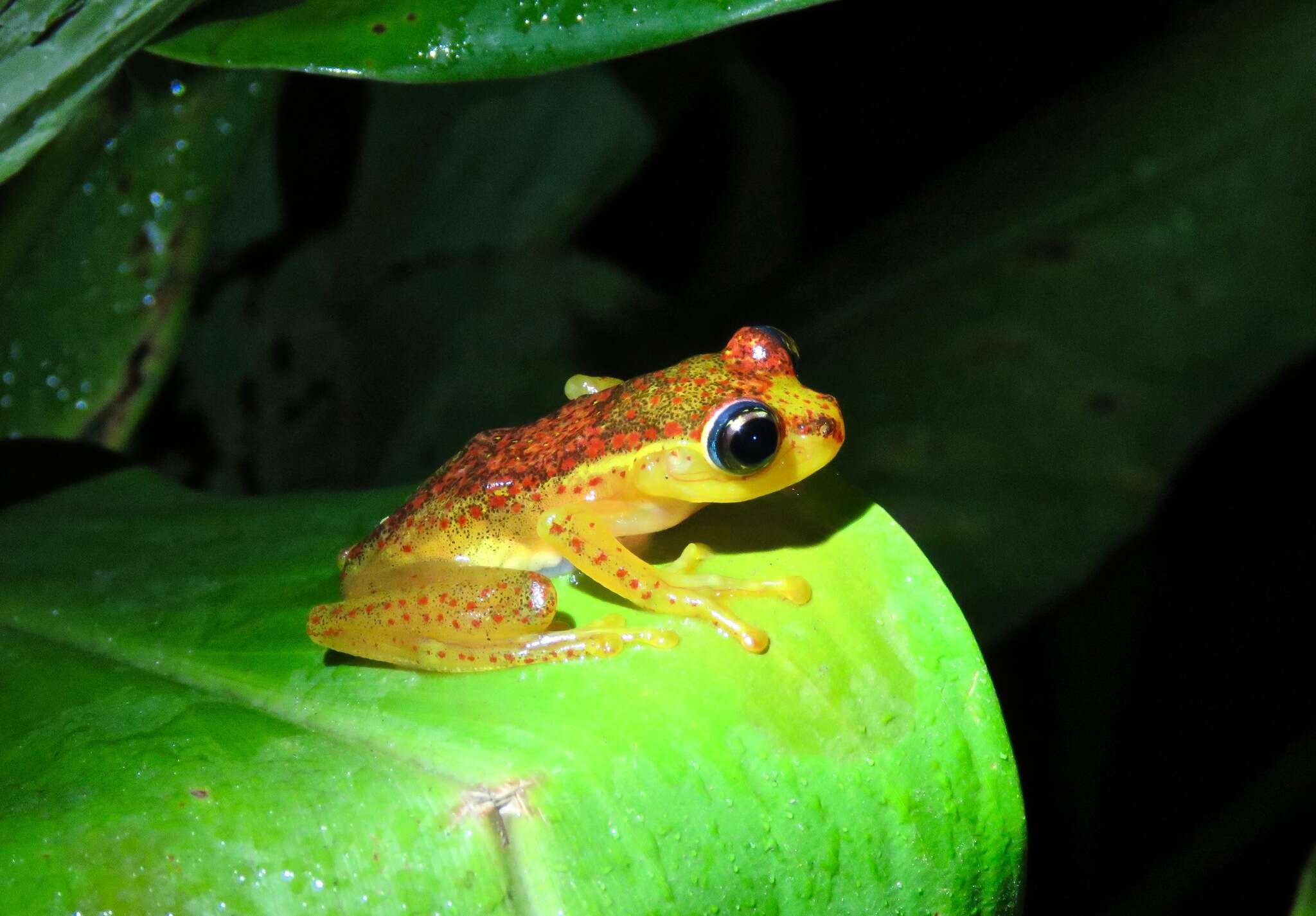 Image of Bott's Bright-eyed Frog