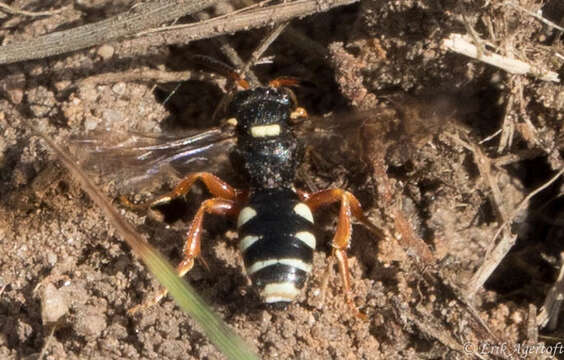 Imagem de Nomada rufipes Fabricius 1793