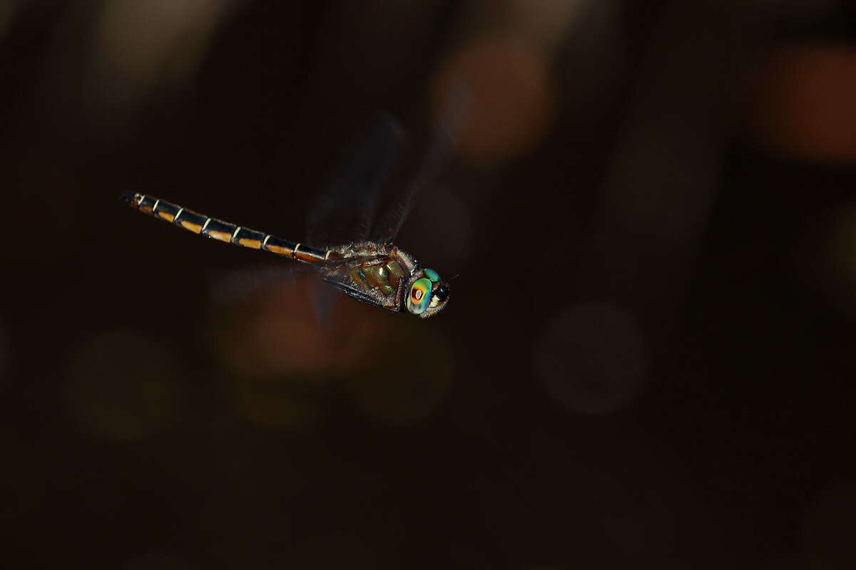 Image of Eastern Swamp Emerald