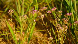 Image of Ostrich herb