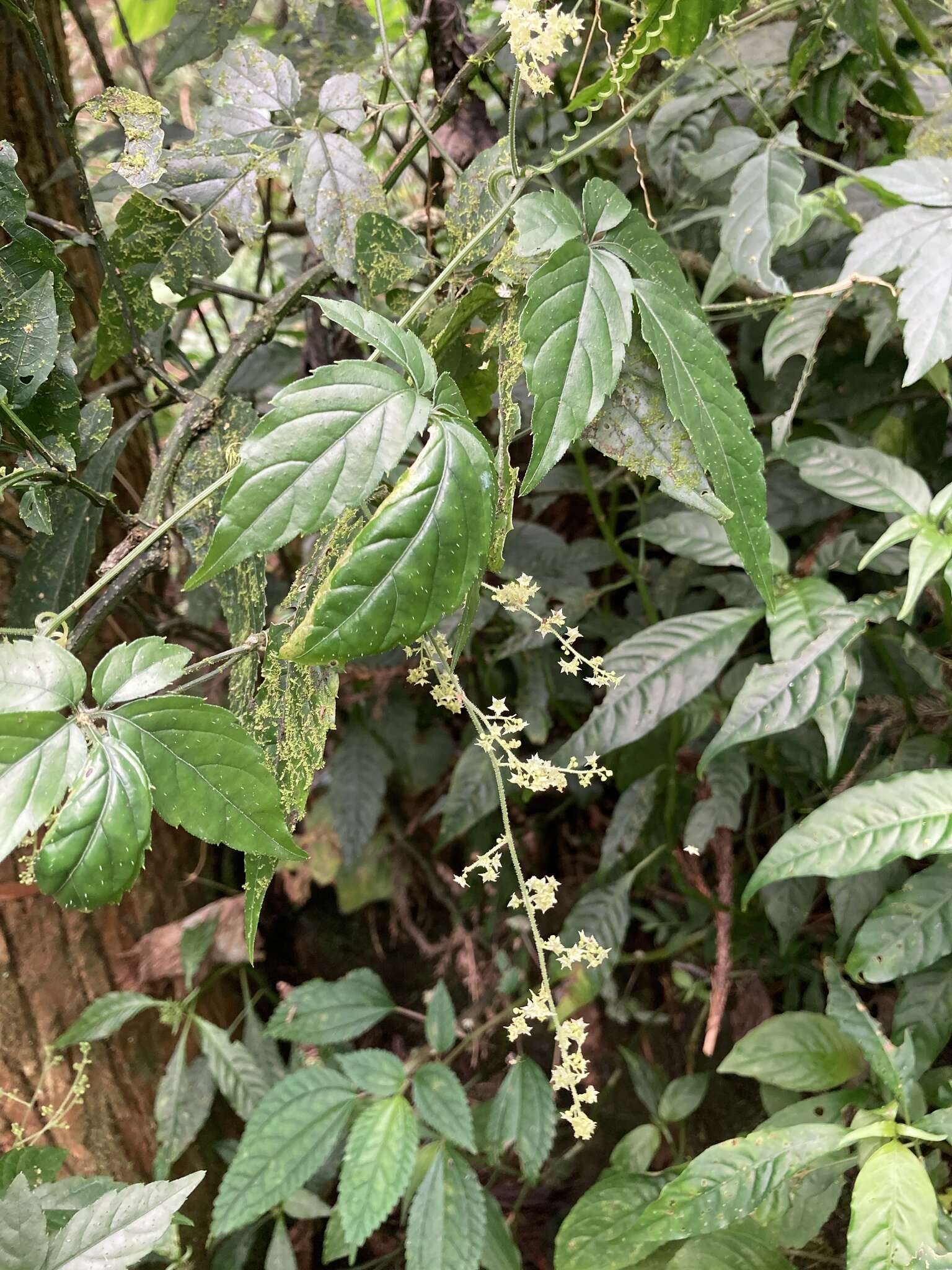 Plancia ëd Gynostemma pentaphyllum (Thunb.) Makino