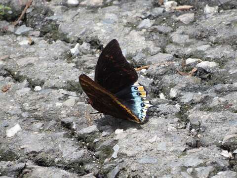 Imagem de Charaxes eurialus Cramer 1776