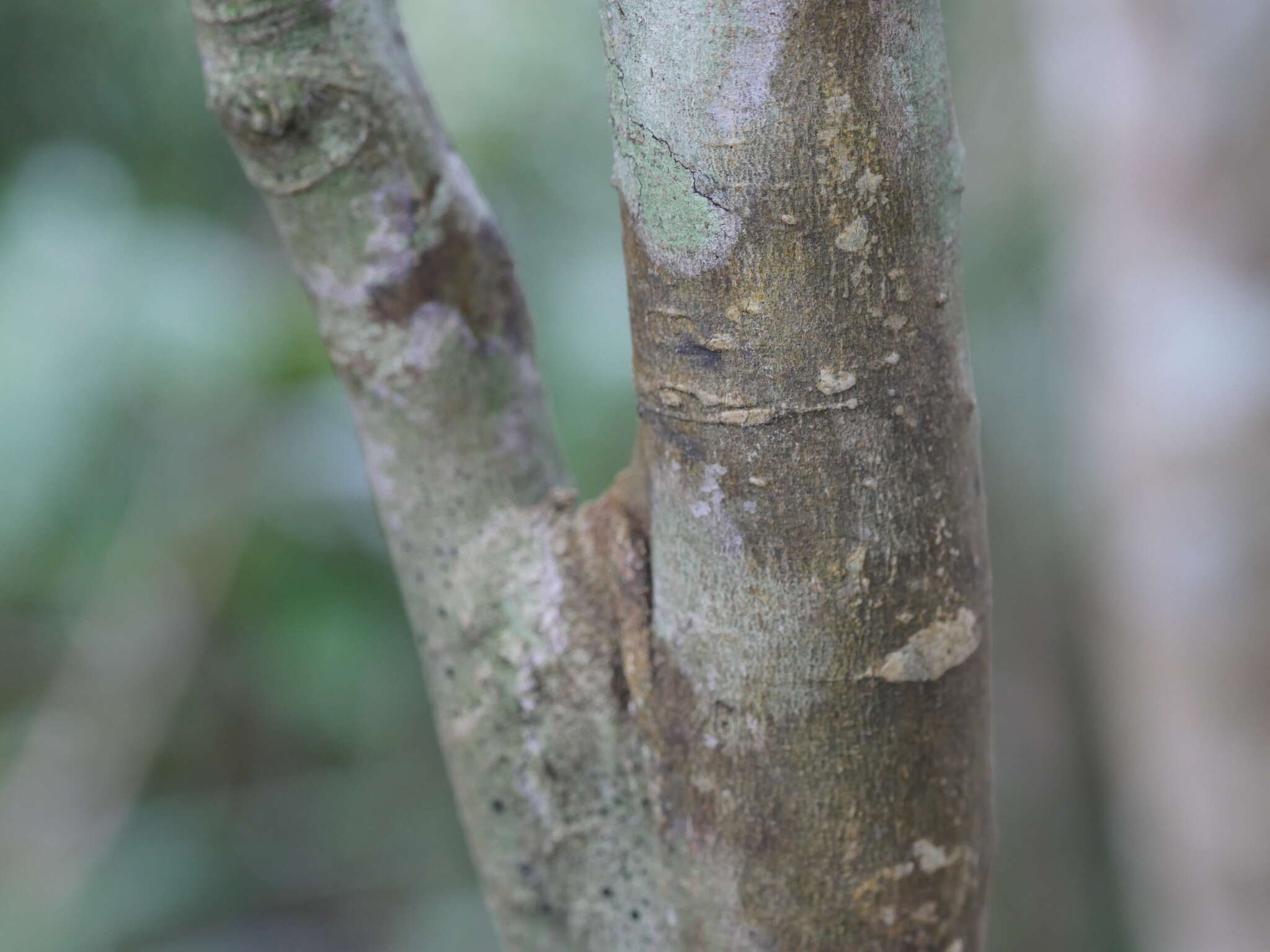 Imagem de Melicytus micranthus Hook. fil.