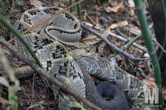 Crotalus culminatus Klauber 1952 resmi