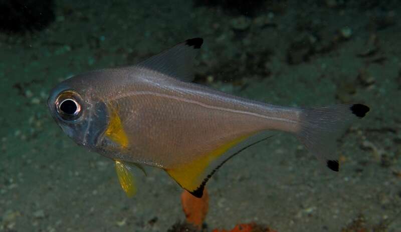 Imagem de Pempheris affinis McCulloch 1911