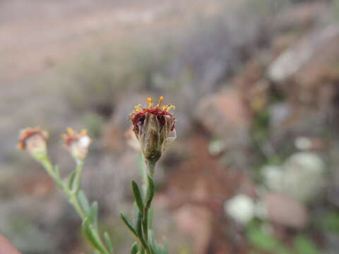 Image of Phymaspermum parvifolium (DC.) Benth. & Hook. fil.