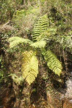 Image of Cyathea costaricensis (Mett. ex Kuhn) Domin