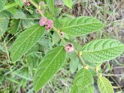 Image of Phyllanthus eriocarpus (Champ. ex Benth.) Müll. Arg.