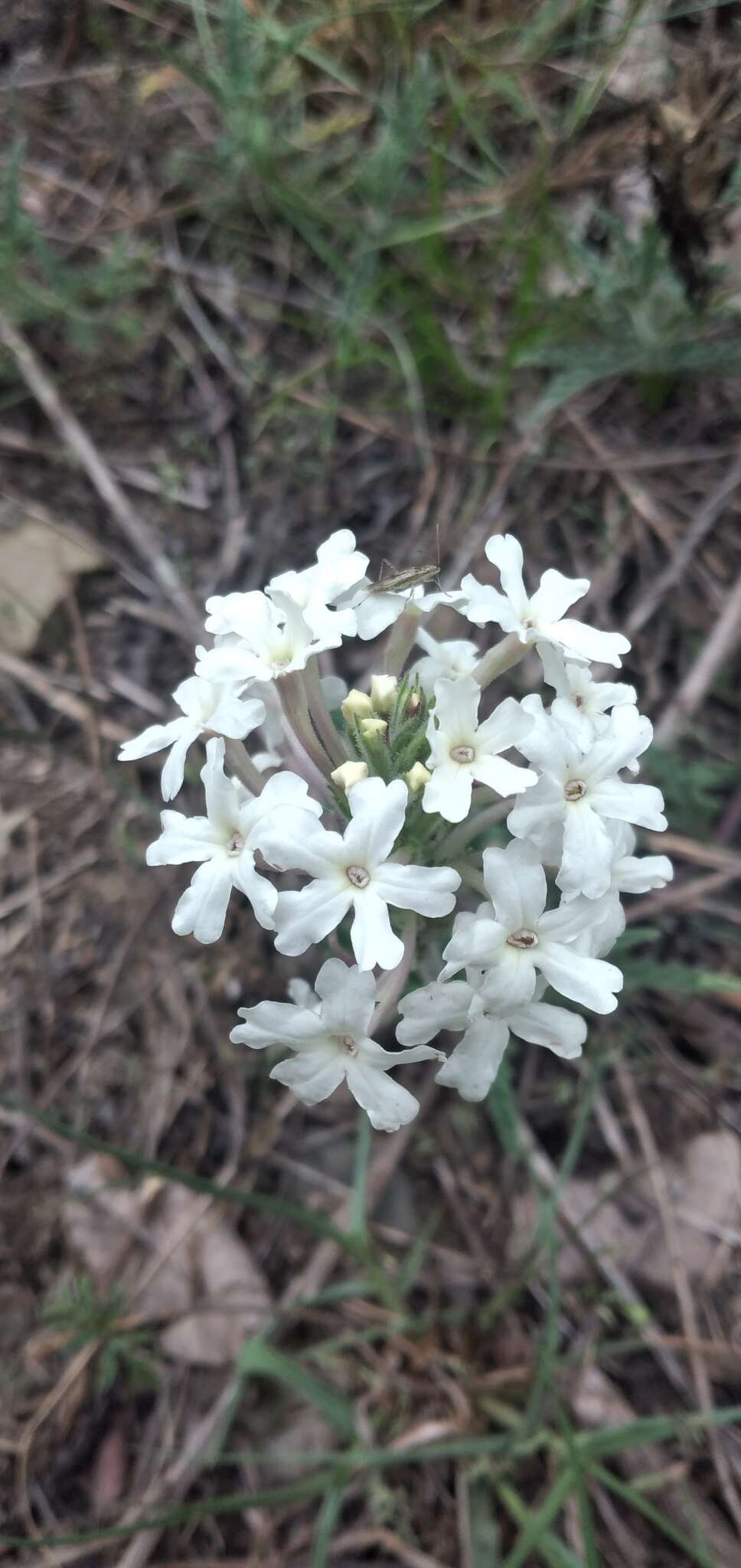 Image of Glandularia platensis (Spreng.) Schnack & Covas