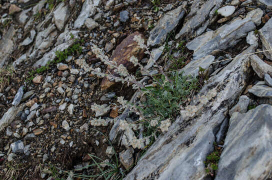 Artemisia umbelliformis subsp. eriantha (Ten.) J. Vallès Xirau & M. Oliva Brañas的圖片