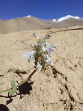 Image of Nepeta discolor Royle ex Benth.