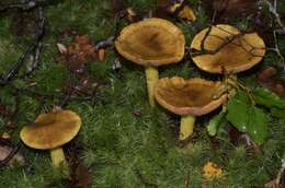 Image of Cortinarius canarius (E. Horak) Gasparini 2014