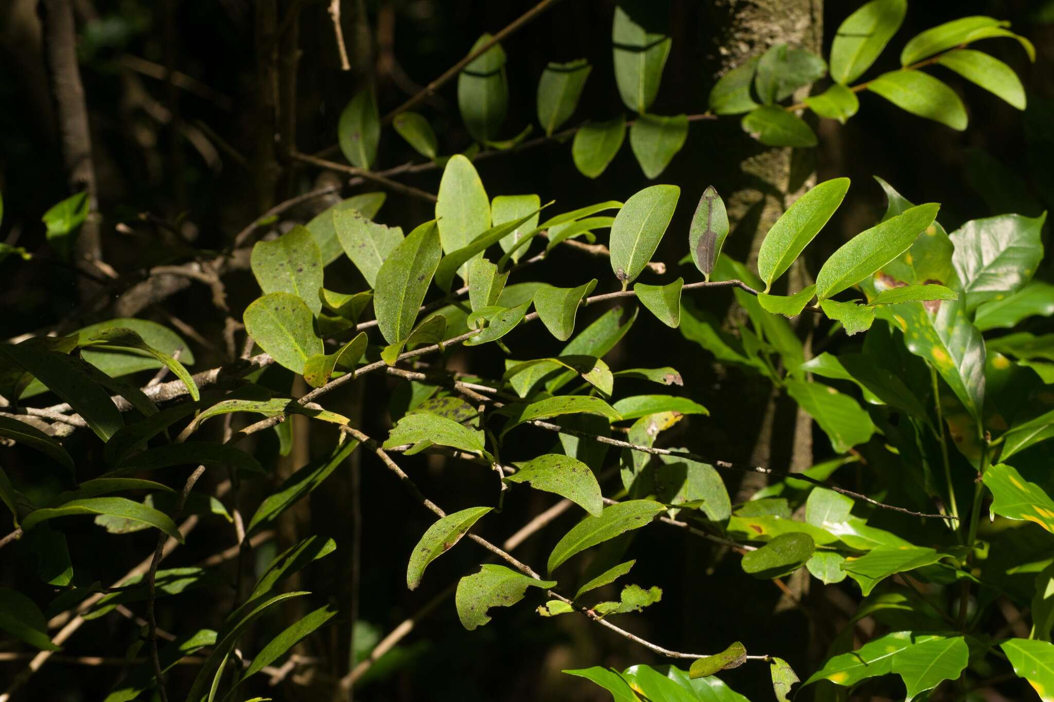 Image de Diospyros hillebrandii (Seem.) Fosberg