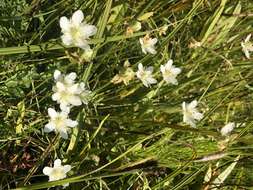 Image of fringed grass of Parnassus