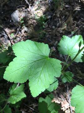 Image of Sierran Currant