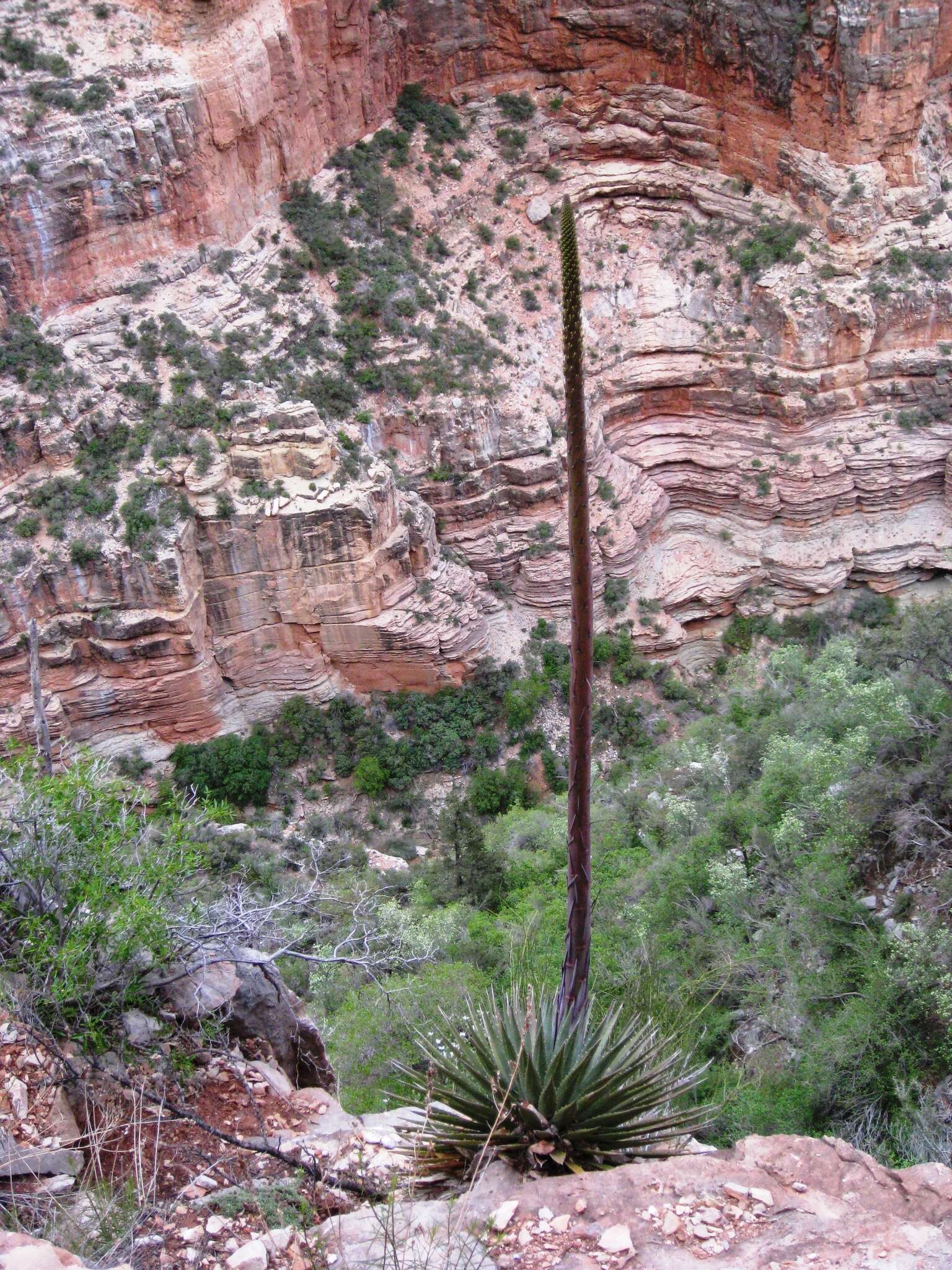 Image of Kaibab agave