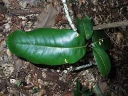 Image of Mischocarpus pyriformis (F. Müll.) Radlk.