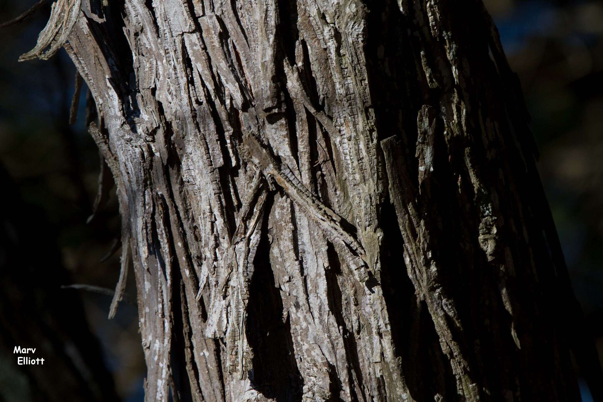 Image of shagbark hickory