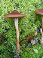 Imagem de Cortinarius croceus (Schaeff.) Gray 1821