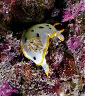 Image de Chromodoris orientalis Rudman 1983