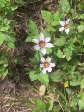 Image of annual blue-eyed grass