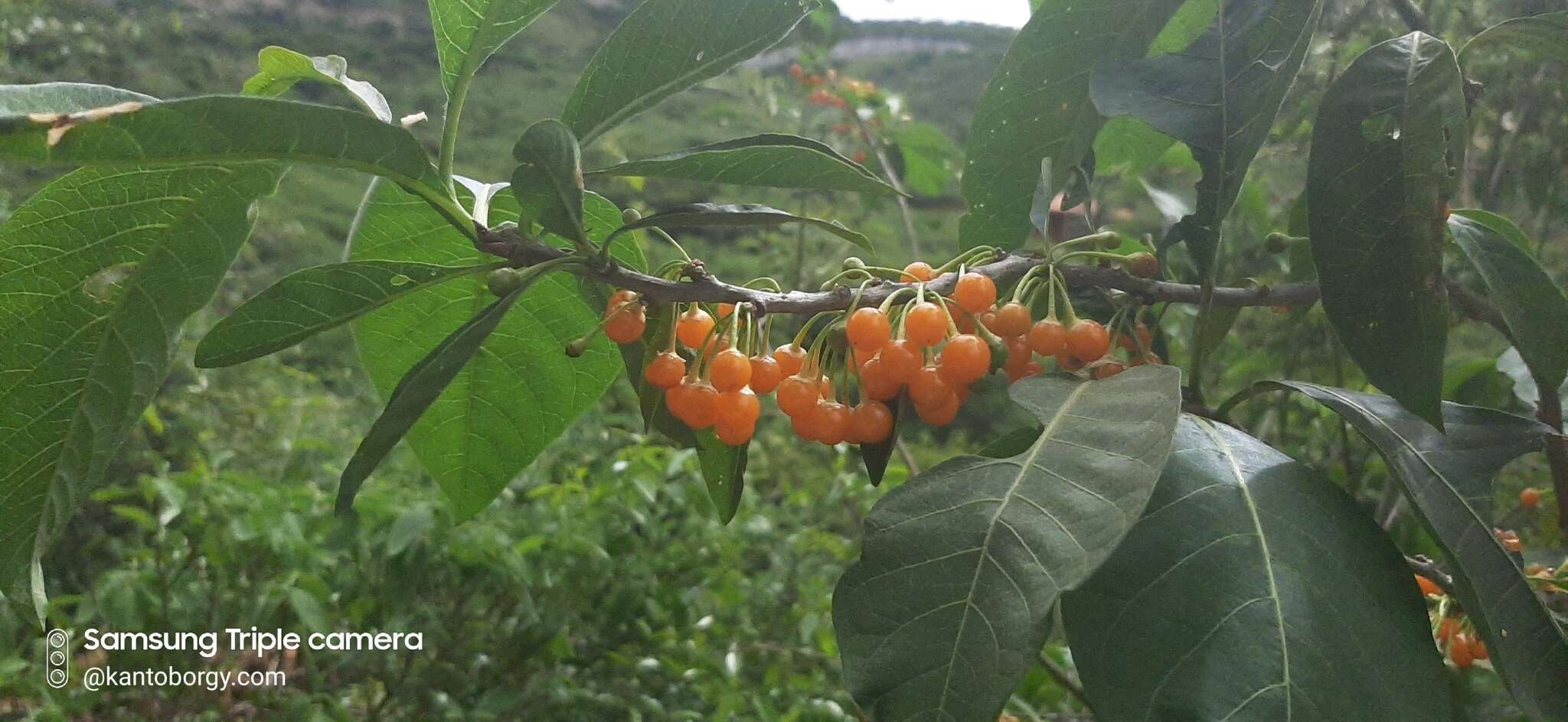 Sivun Acnistus arborescens (L.) Schltdl. kuva