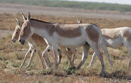 Image of Indian Wild Ass