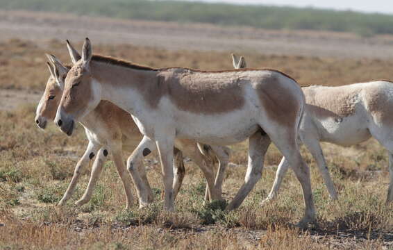 صورة Equus khur Lesson 1827