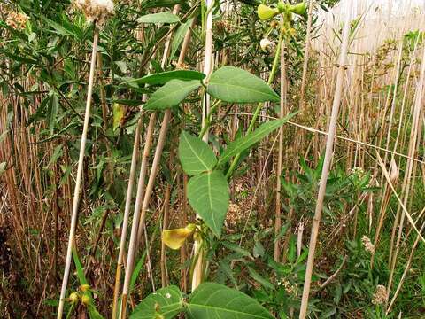 Plancia ëd Vigna luteola var. luteola