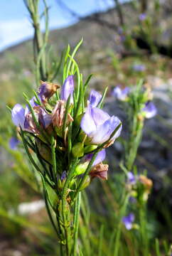 Image of <i>Psoralea diturnerae</i>