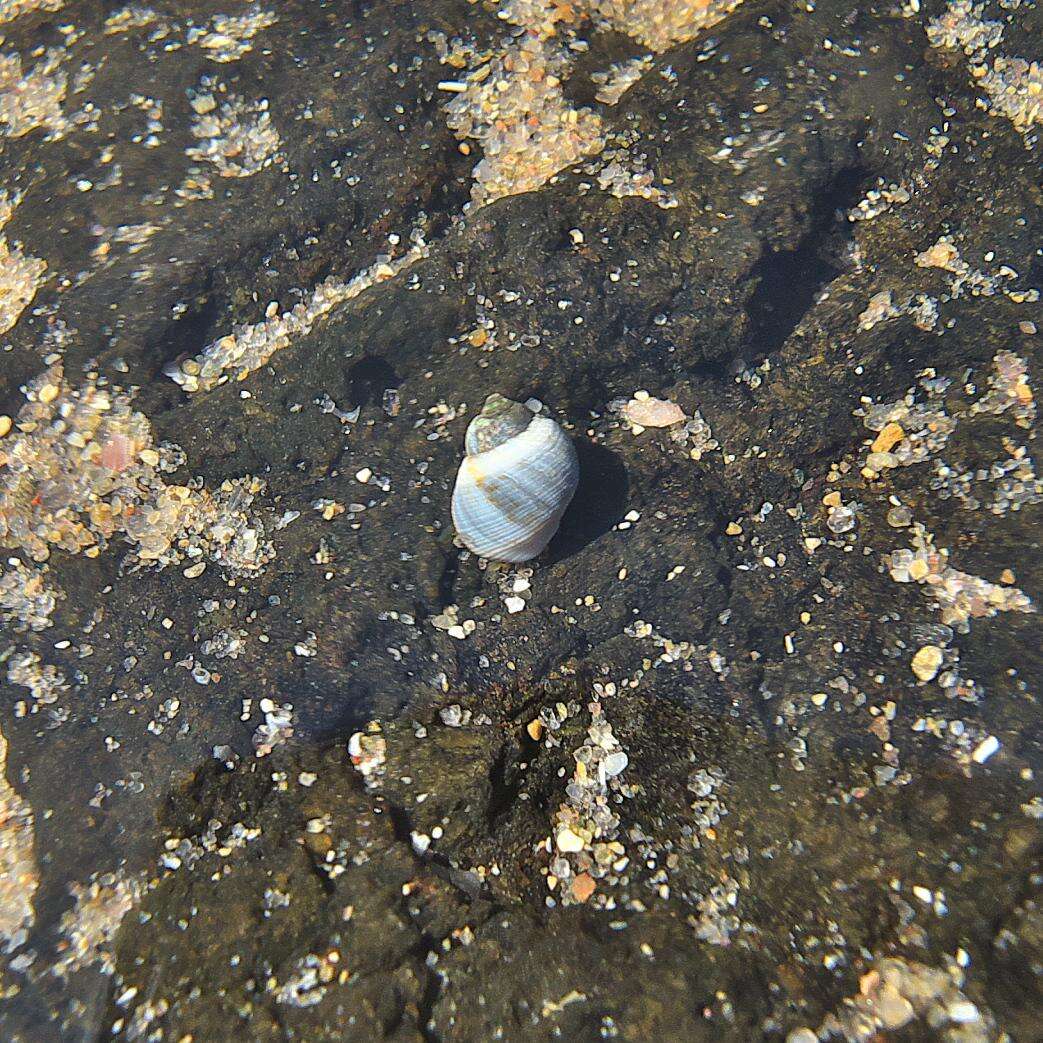 Image of Afrolittorina africana (Krauss ex Philippi 1847)