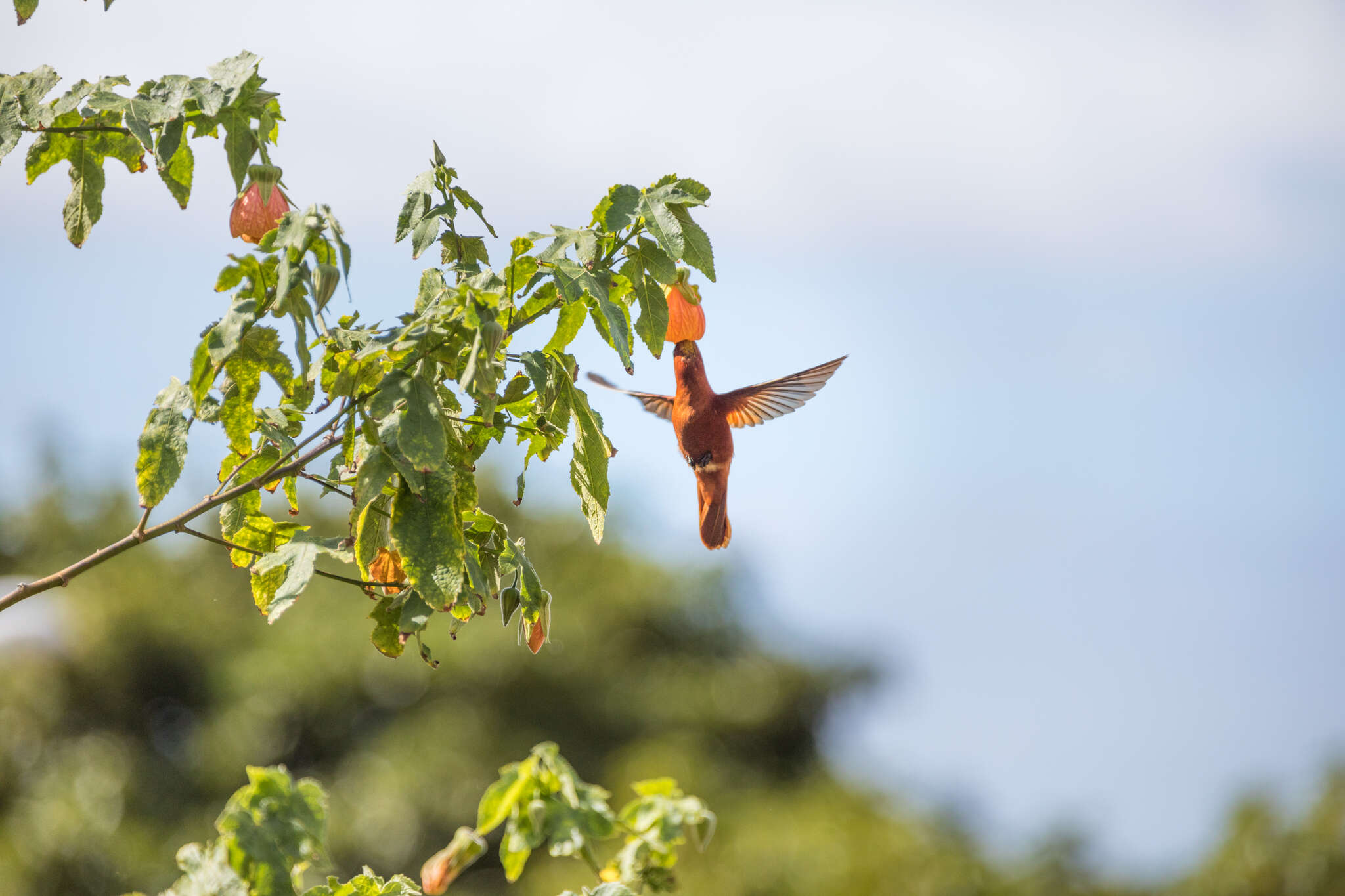 Image of Juan Fernandez Firecrown