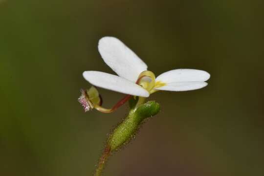 Image of Stylidium hispidum Lindley