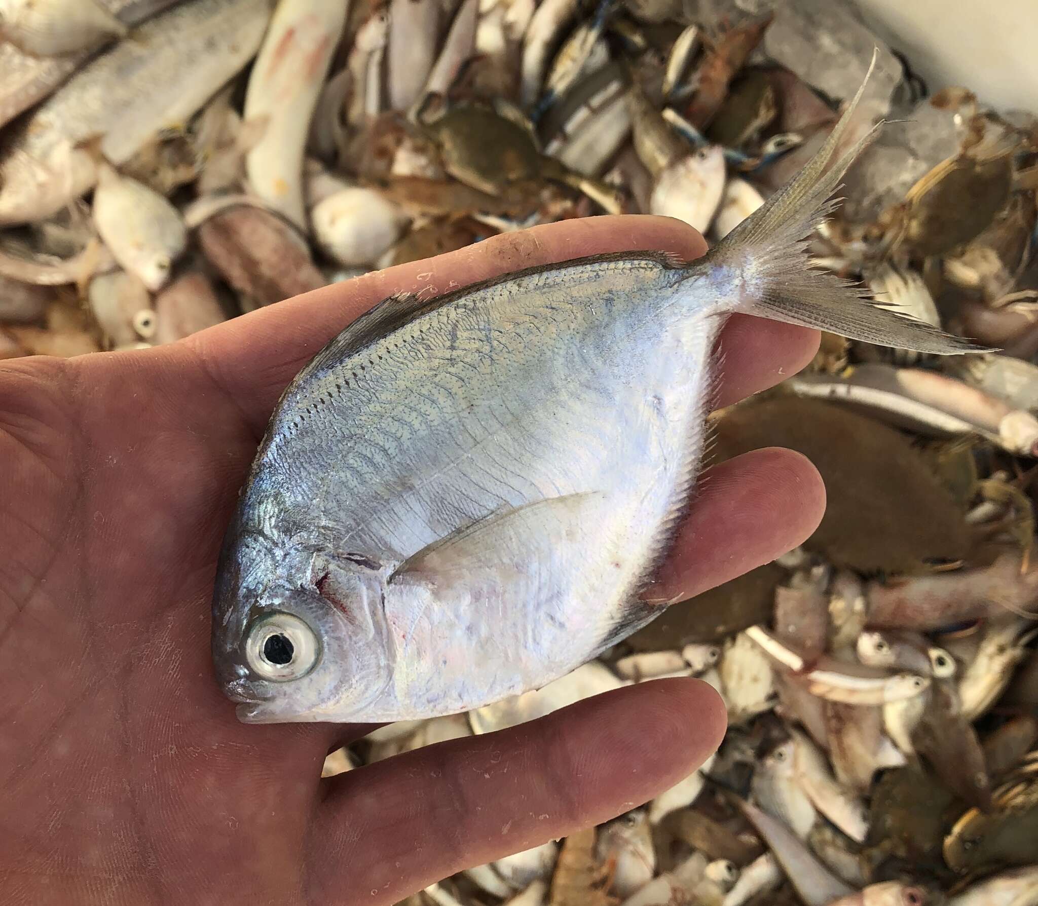 Image of Gulf Butterfish