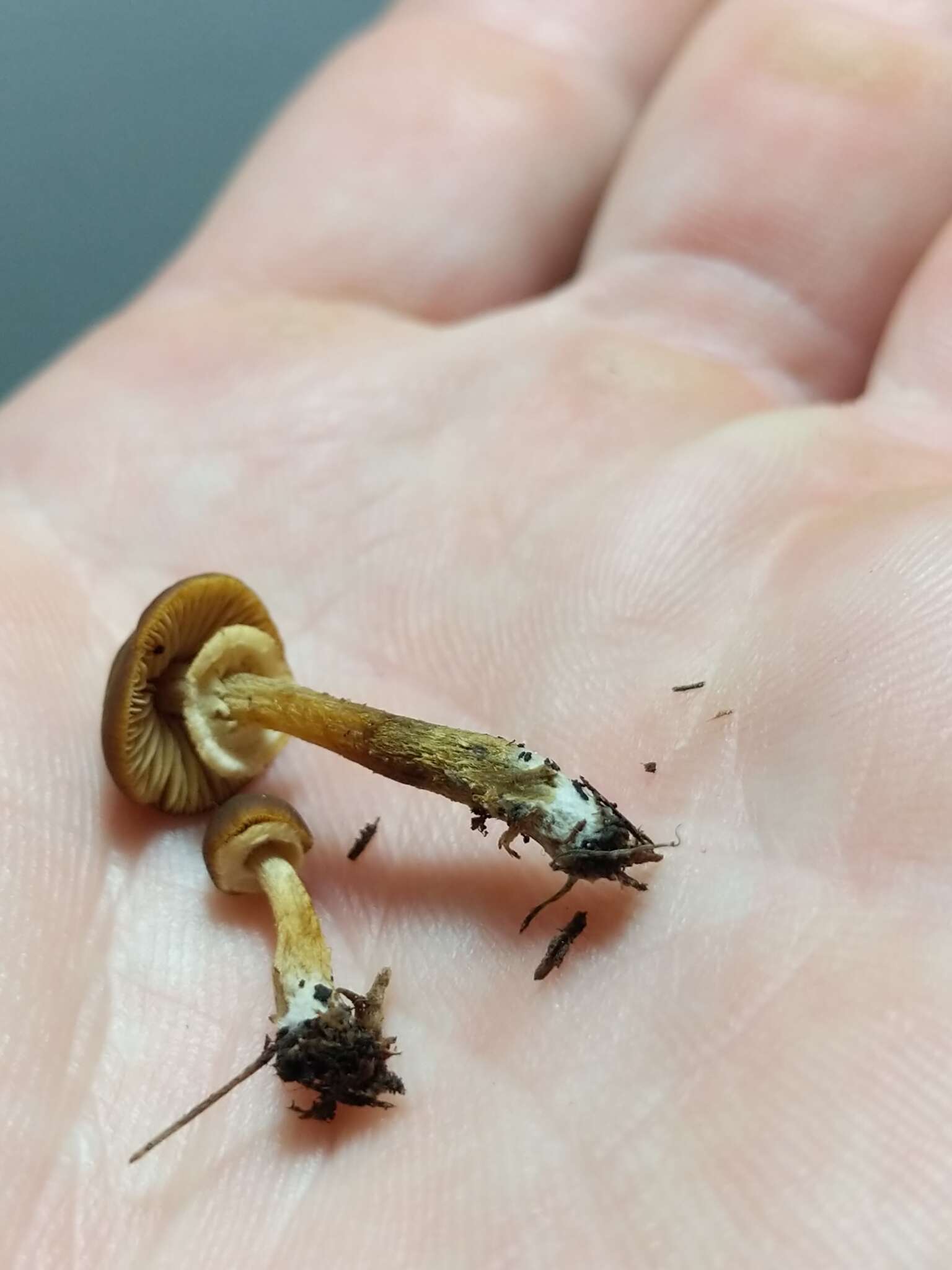 Image of Conocybe rugosa (Peck) Watling 1981