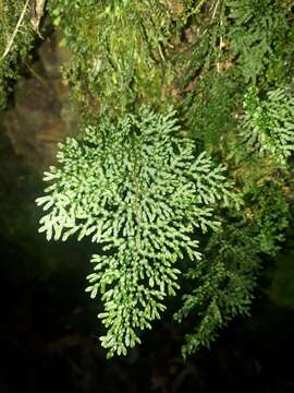 Hymenophyllum flexuosum A. Cunn. resmi