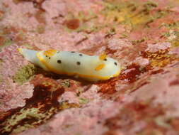 Image de Chromodoris orientalis Rudman 1983