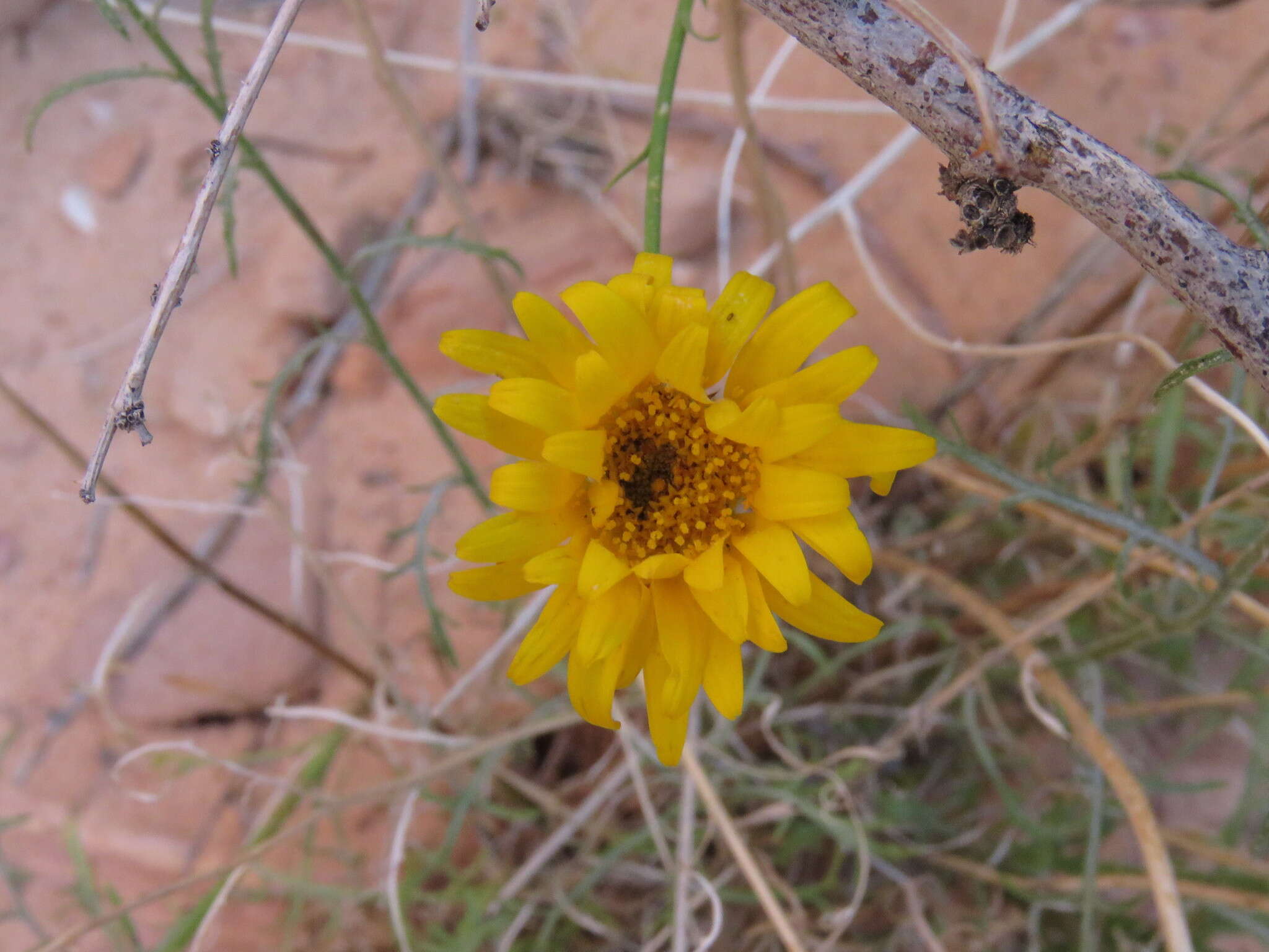 Imagem de Xanthisma spinulosum var. gooddingii (A. Nels.) D. R. Morgan & R. L. Hartman