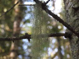 Image of cavern beard lichen