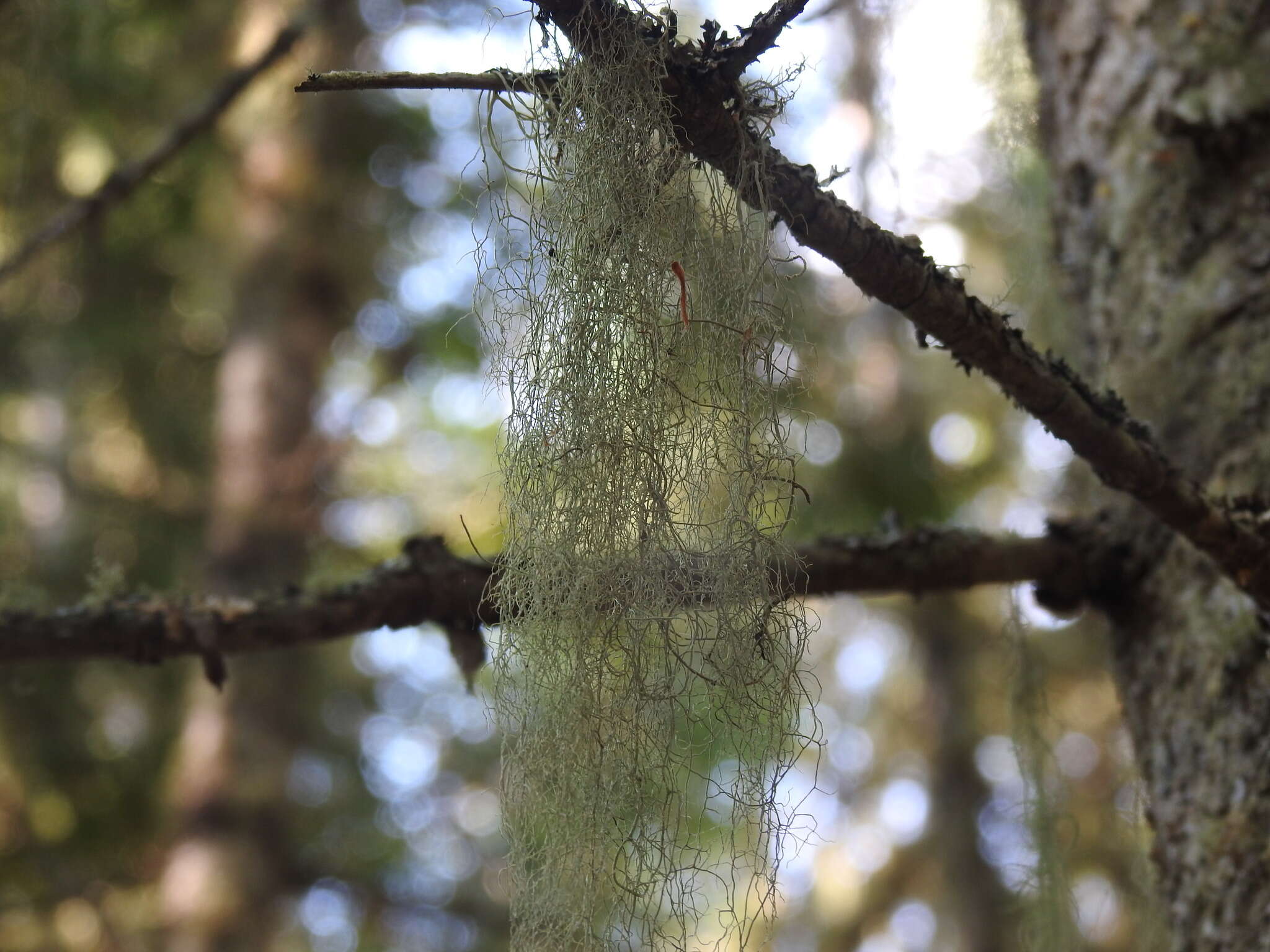 Image of cavern beard lichen